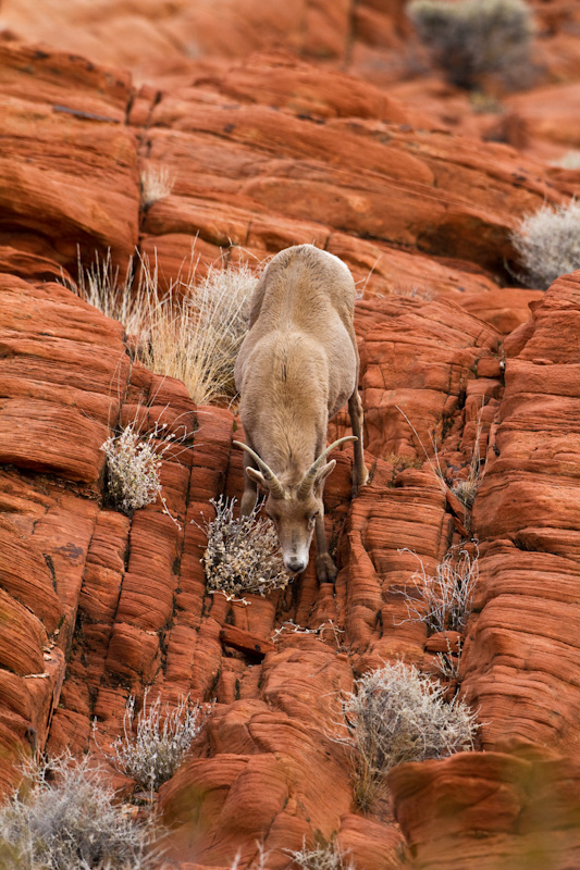 Bighorn On Slickrock